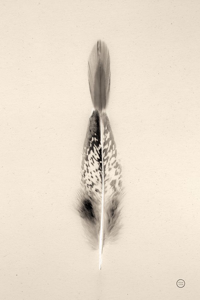 Floating Feathers I Sepia art print by Nathan Larson for $57.95 CAD