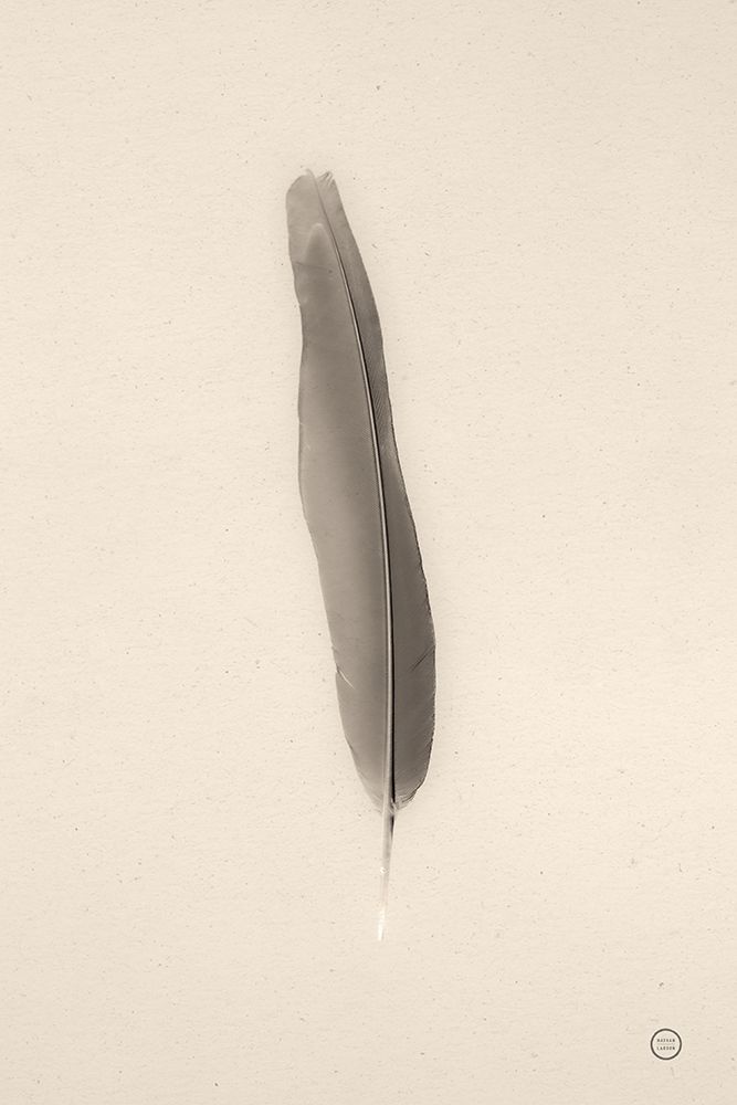Floating Feathers II Sepia art print by Nathan Larson for $57.95 CAD