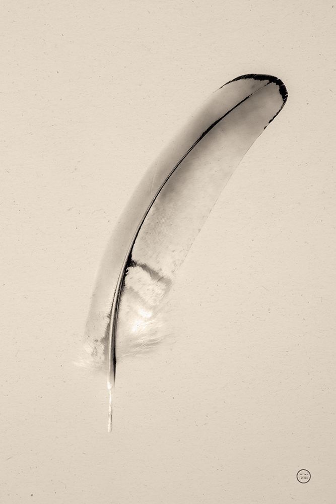 Floating Feathers III Sepia art print by Nathan Larson for $57.95 CAD