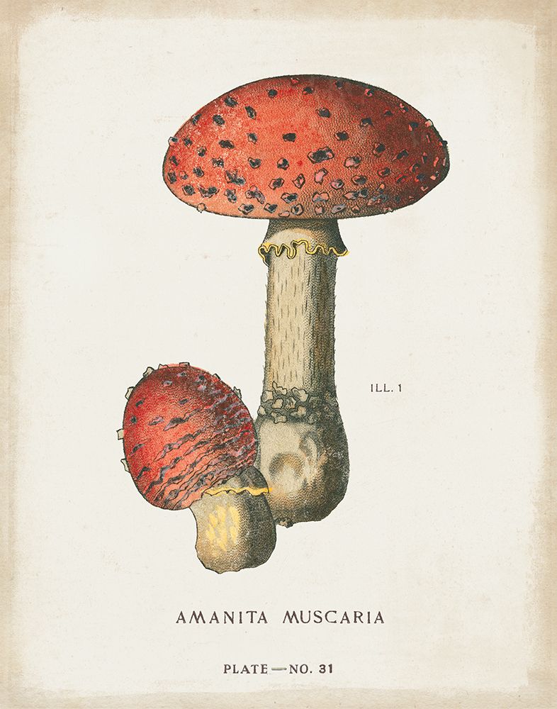 Mushroom Study I art print by Wild Apple Portfolio for $57.95 CAD
