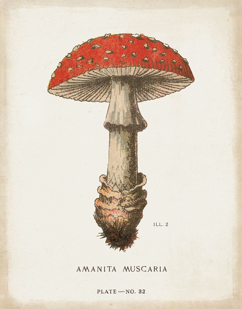 Mushroom Study II art print by Wild Apple Portfolio for $57.95 CAD