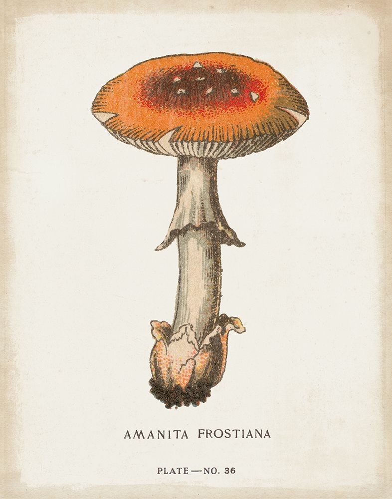 Mushroom Study III art print by Wild Apple Portfolio for $57.95 CAD