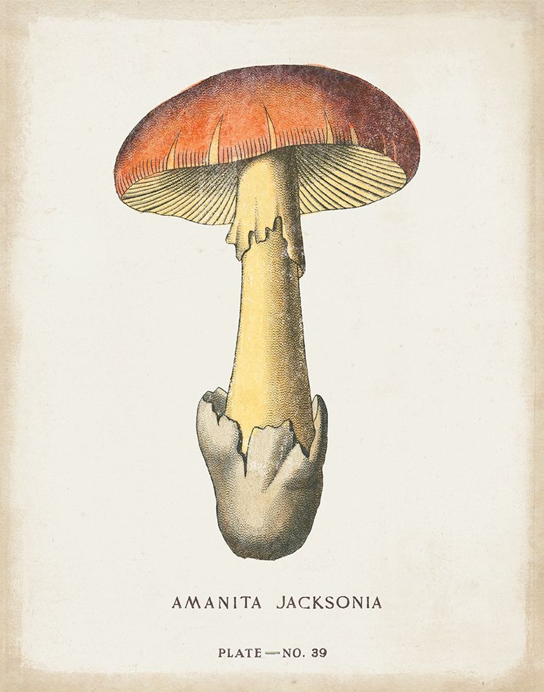 Mushroom Study IV art print by Wild Apple Portfolio for $57.95 CAD