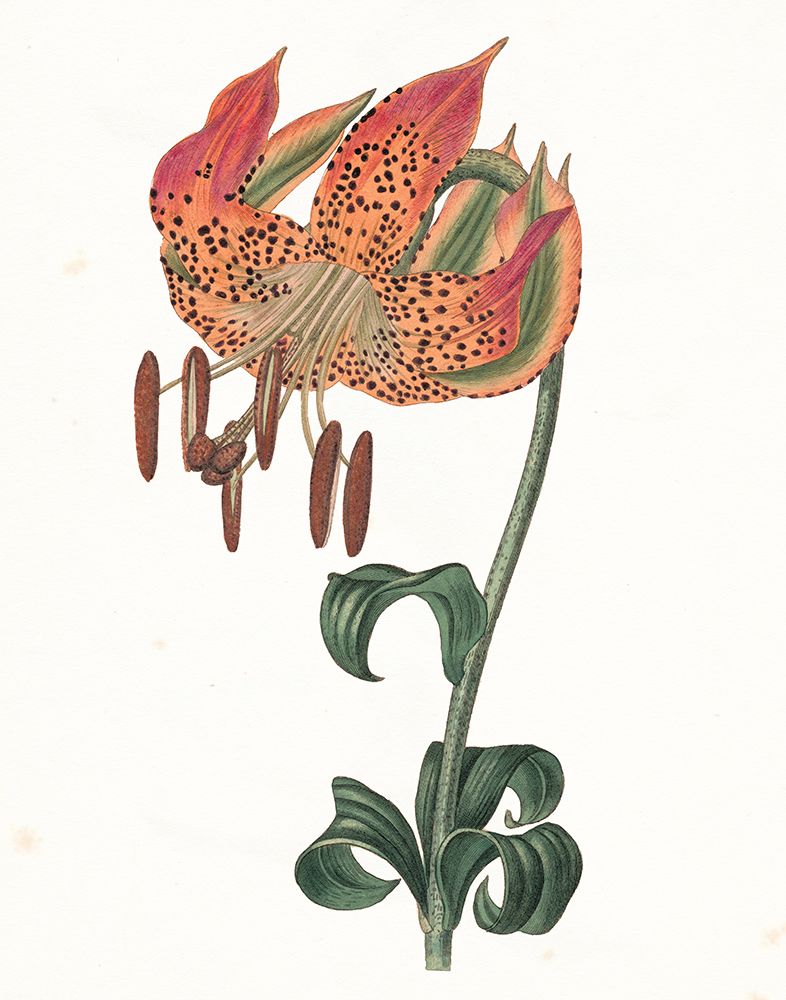 Tiger Lily Botanical art print by Wild Apple Portfolio for $57.95 CAD