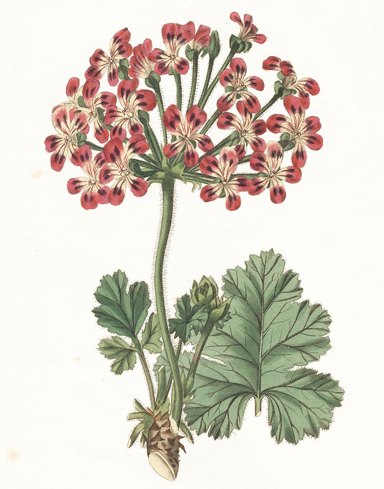 Geranium Botanical art print by Wild Apple Portfolio for $57.95 CAD