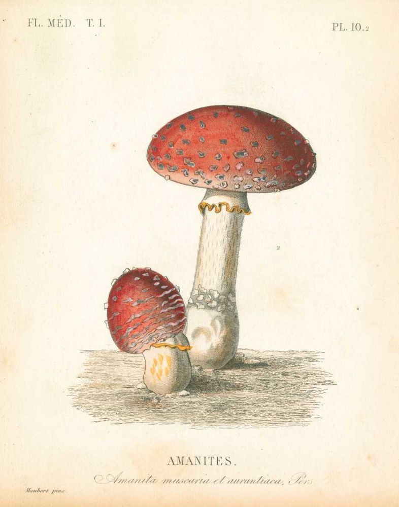 French Mushrooms III art print by Wild Apple Portfolio for $57.95 CAD