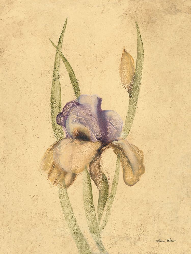 Lady Mohr Iris art print by Cheri Blum for $57.95 CAD