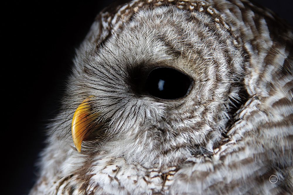 Barred Owl Portrait art print by Nathan Larson for $57.95 CAD
