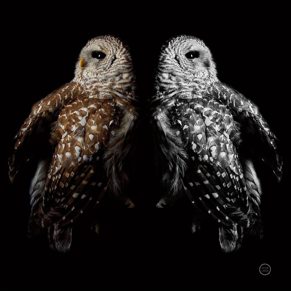 Still a Life art print by Nathan Larson for $57.95 CAD