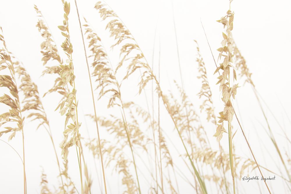 Blowing in the Wind II art print by Elizabeth Urquhart for $57.95 CAD