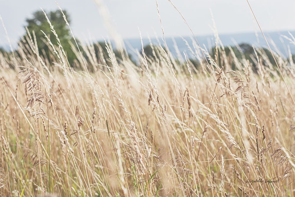 Summer Field I art print by Elizabeth Urquhart for $57.95 CAD