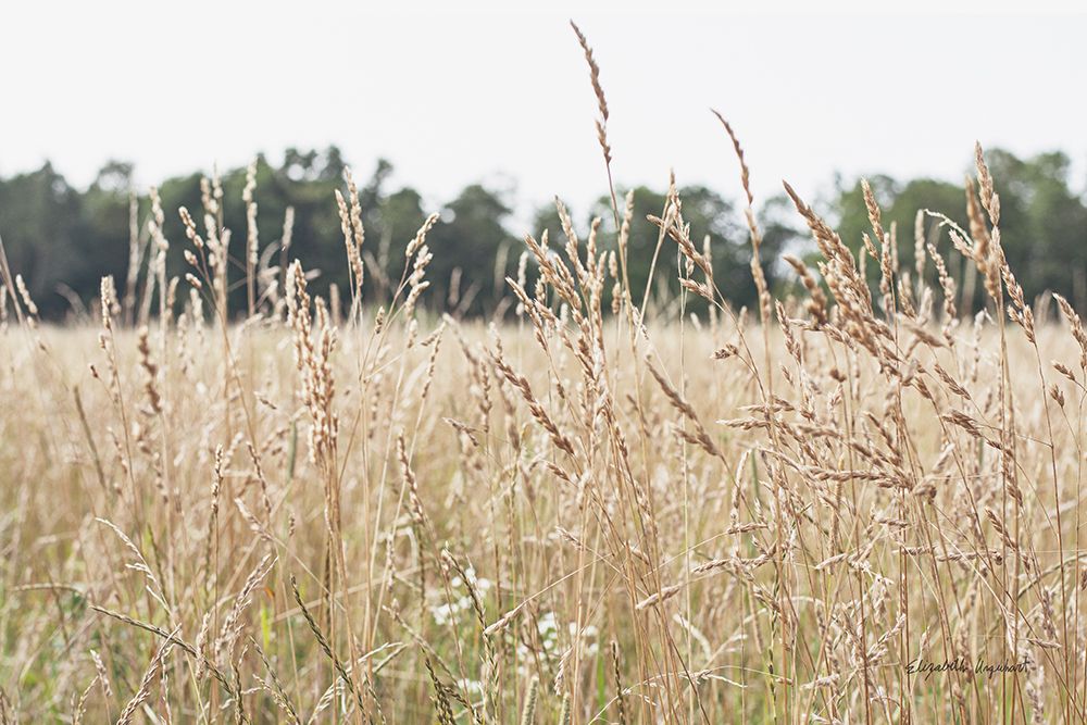 Summer Field II art print by Elizabeth Urquhart for $57.95 CAD