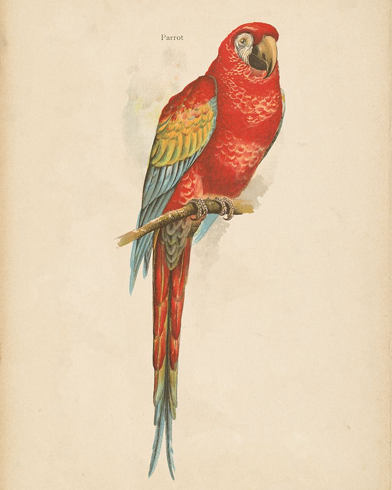 Parrot Study art print by Wild Apple Portfolio for $57.95 CAD