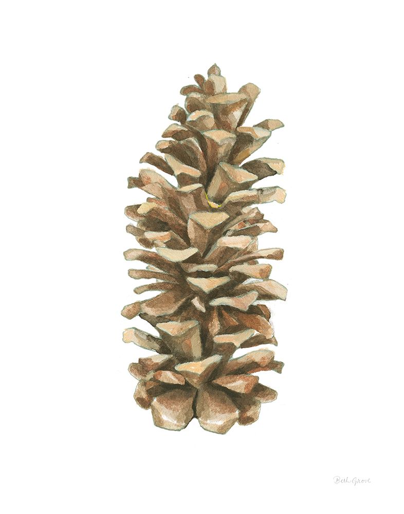Woodland Pinecone art print by Beth Grove for $57.95 CAD
