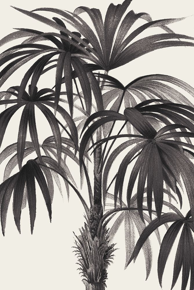 Riviera Palms II BW art print by Wild Apple Portfolio for $57.95 CAD