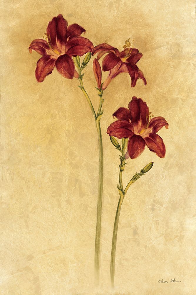 Red Day Lily art print by Cheri Blum for $57.95 CAD