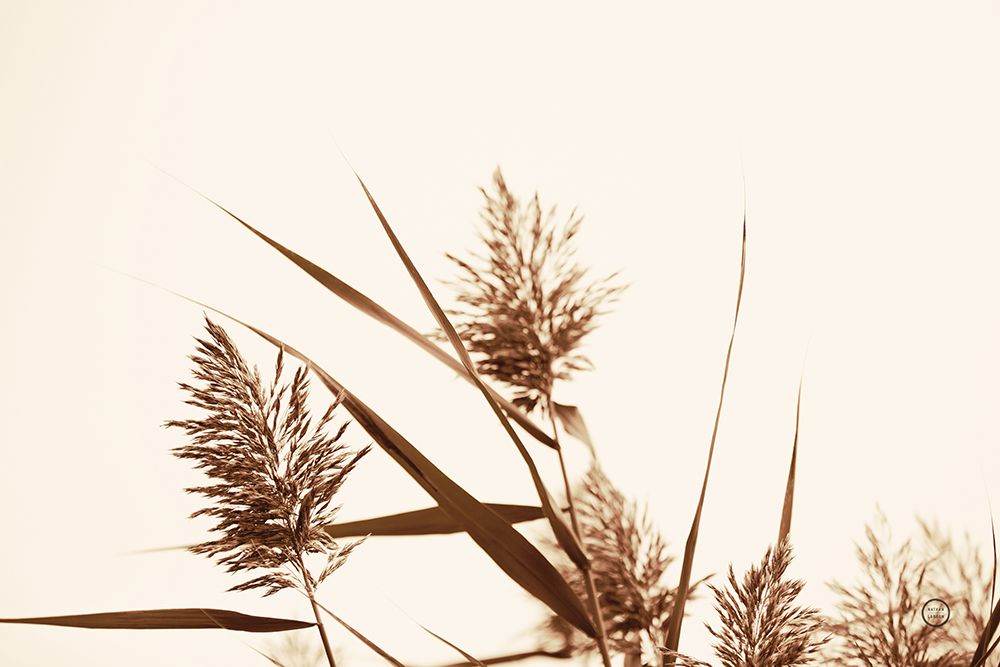 Country Grasses I art print by Nathan Larson for $57.95 CAD