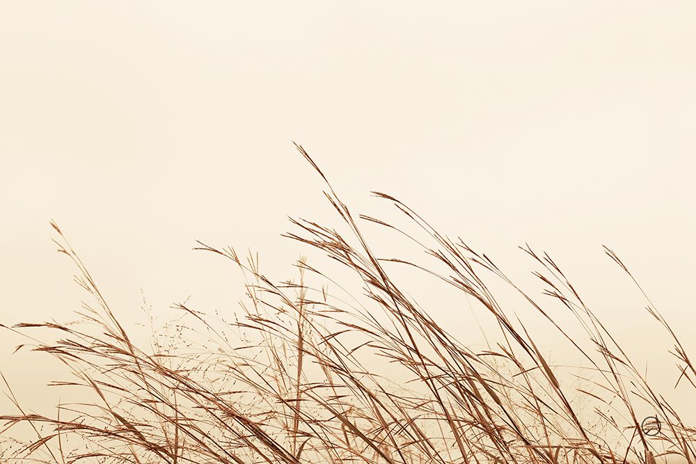 Country Grasses II art print by Nathan Larson for $57.95 CAD