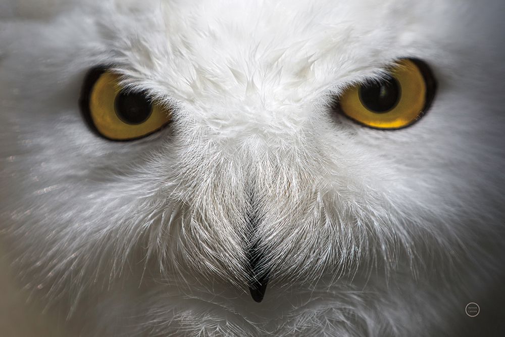 Snowy Owl Stare art print by Nathan Larson for $57.95 CAD