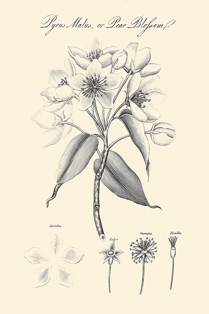 Botany Book VIII on Cream art print by Wild Apple Portfolio for $57.95 CAD