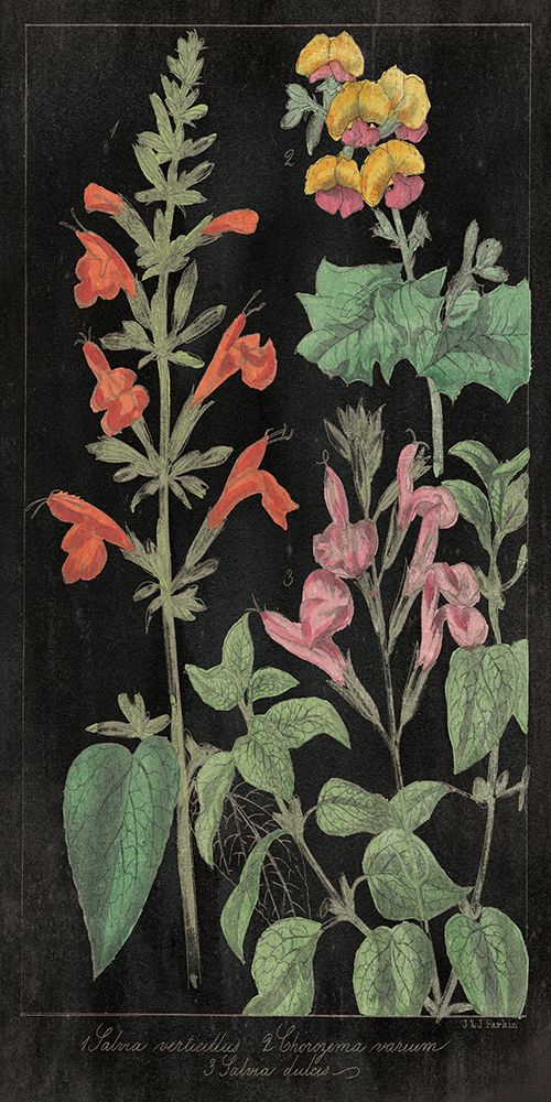 Salvia Florals I on Black art print by Wild Apple Portfolio for $57.95 CAD