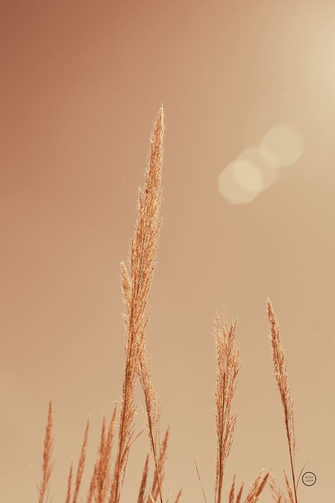 Noon Grasses I art print by Nathan Larson for $57.95 CAD