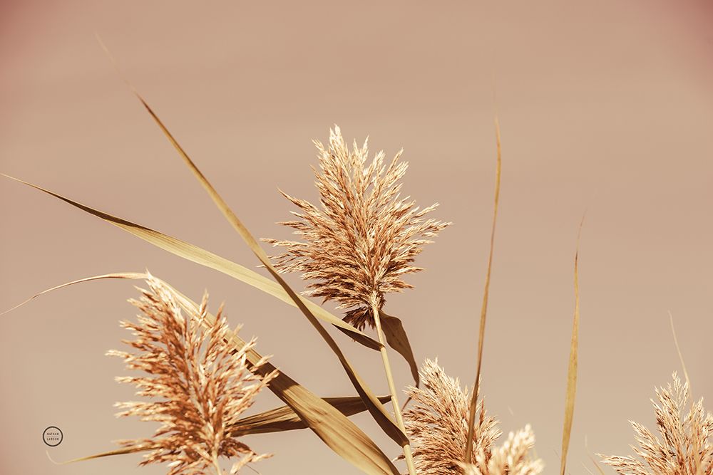 Noon Grasses III art print by Nathan Larson for $57.95 CAD