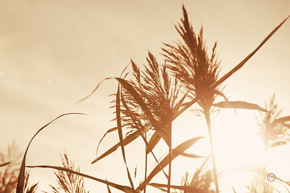 Noon Grasses IV art print by Nathan Larson for $57.95 CAD