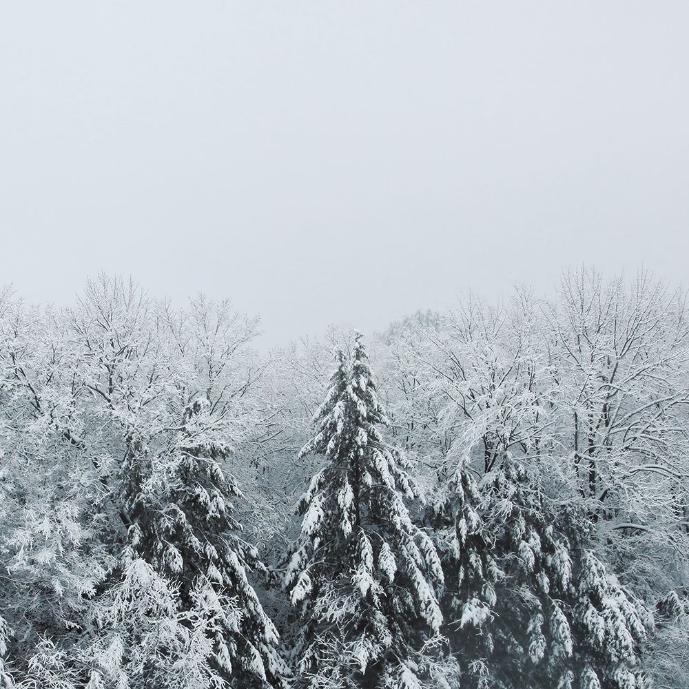 Snowshoe Hill Deep Crop art print by Sue Schlabach for $57.95 CAD