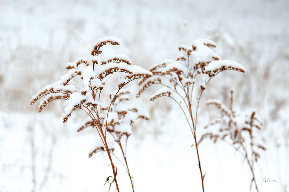 Snowy Gardens art print by Sue Schlabach for $57.95 CAD