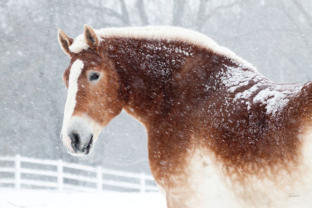 Snowy Draft Horse art print by Sue Schlabach for $57.95 CAD