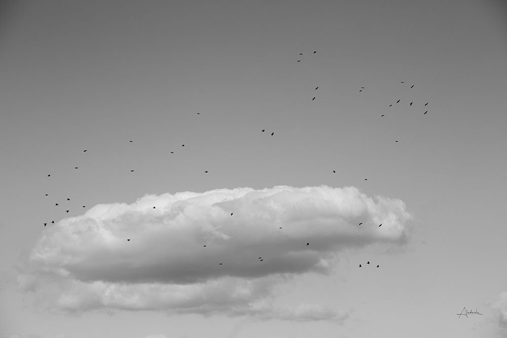 Flock in Flight art print by Aledanda for $57.95 CAD