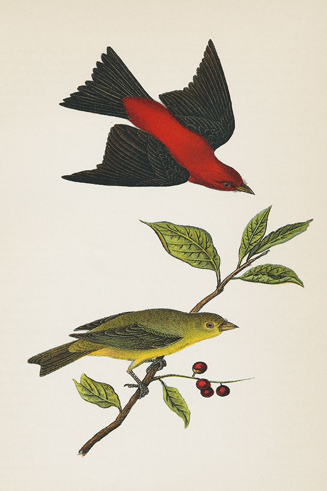 Scarlet Tanager Bright art print by Wild Apple Portfolio for $57.95 CAD