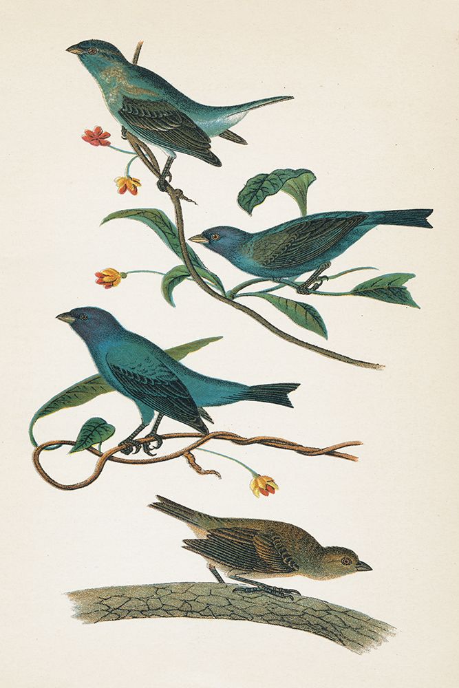 Indigo Bunting Bright art print by Wild Apple Portfolio for $57.95 CAD