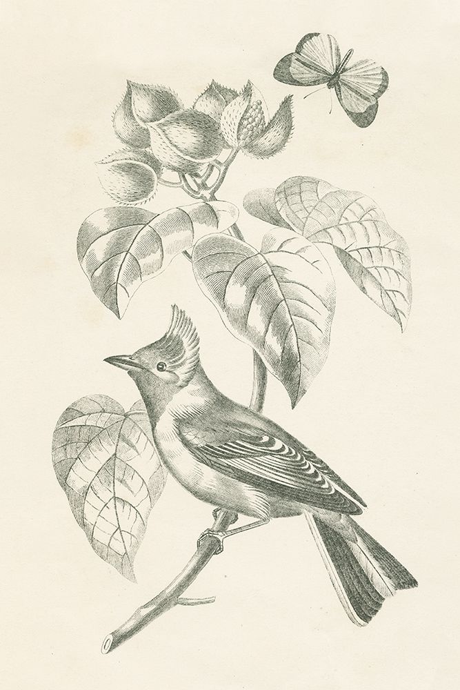 French Bird Drawing art print by Wild Apple Portfolio for $57.95 CAD