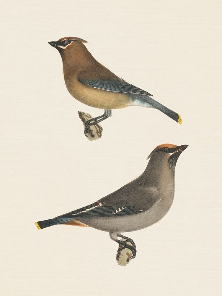 Cedar Waxwings Bright art print by Wild Apple Portfolio for $57.95 CAD