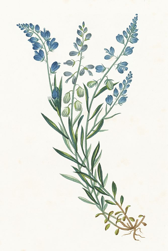 Polygala on White art print by Wild Apple Portfolio for $57.95 CAD