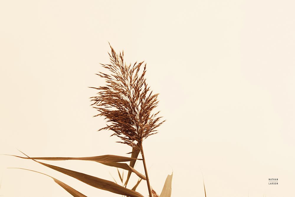 Summer Reeds I art print by Nathan Larson for $57.95 CAD