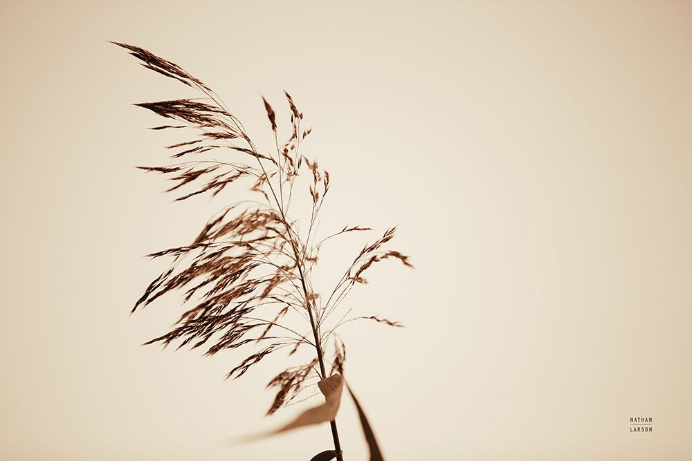 Summer Reeds III art print by Nathan Larson for $57.95 CAD