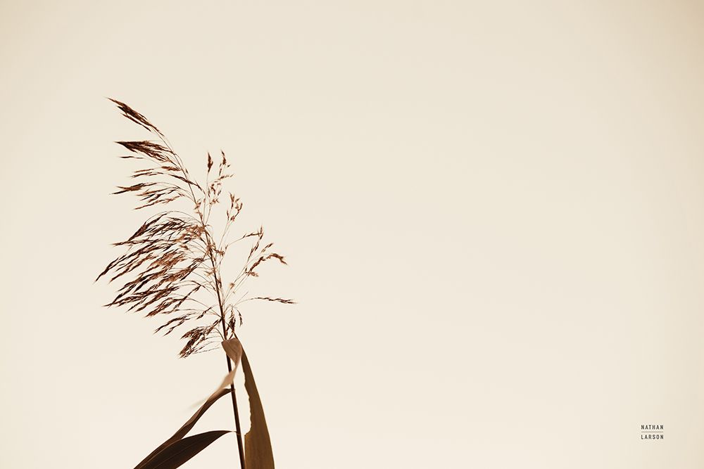 Summer Reeds IV art print by Nathan Larson for $57.95 CAD