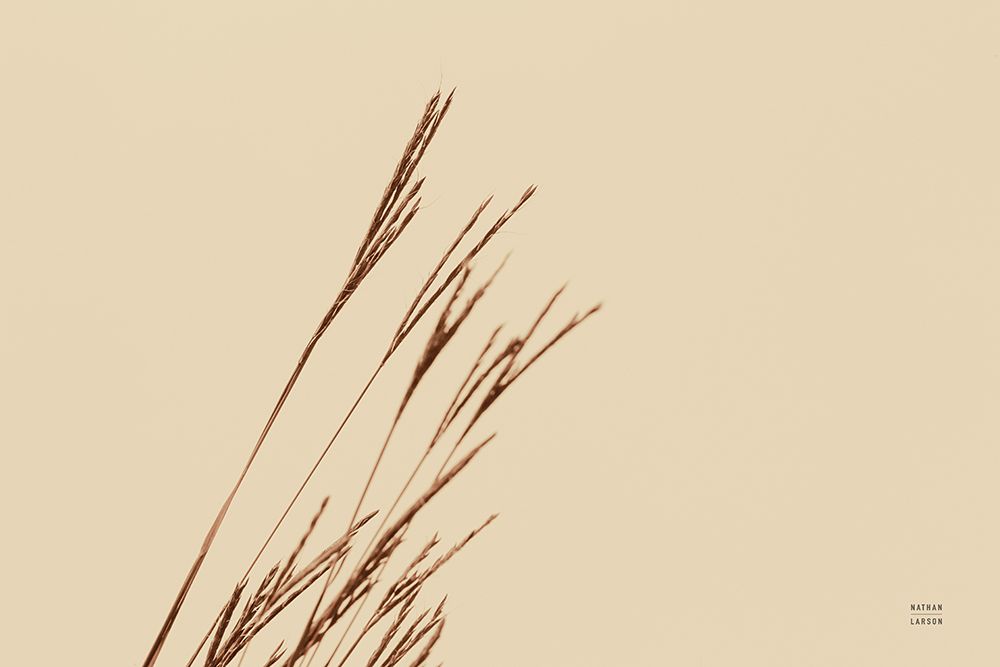 Lakeside Grasses IV art print by Nathan Larson for $57.95 CAD