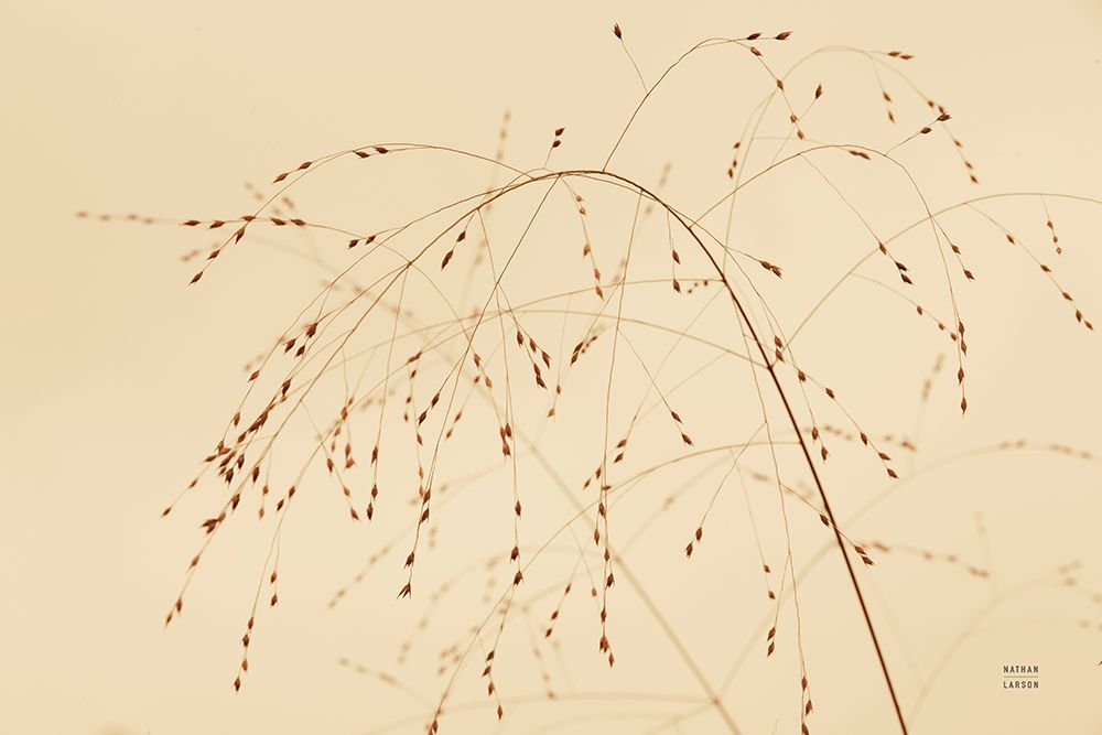Lakeside Grasses V art print by Nathan Larson for $57.95 CAD