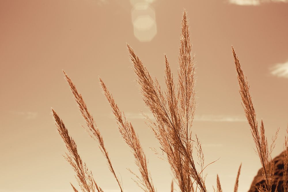 Lakeside Grasses VI art print by Nathan Larson for $57.95 CAD