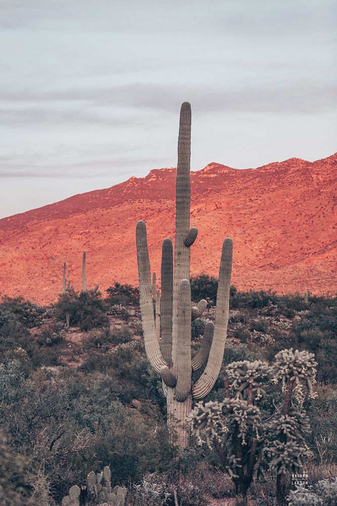 Sunsets and Saguaros I art print by Nathan Larson for $57.95 CAD
