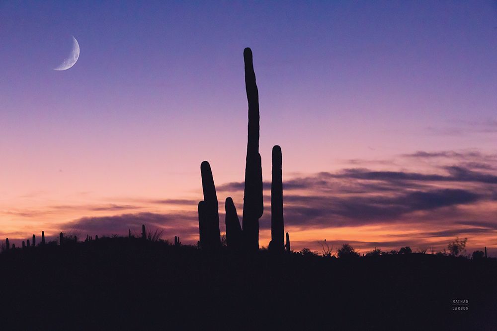 Desert Moons art print by Nathan Larson for $57.95 CAD