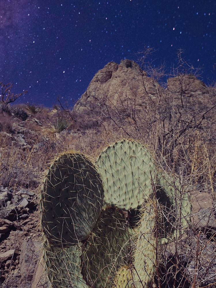 Prickly Stars art print by Nathan Larson for $57.95 CAD
