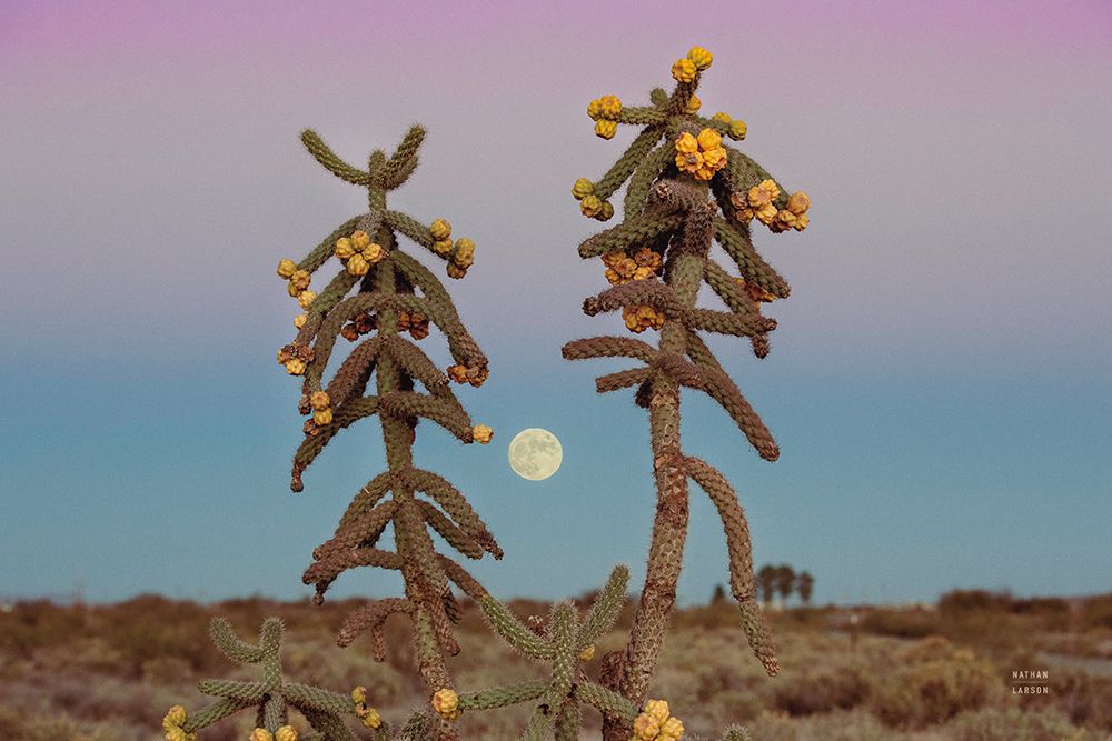 Desert Moonrise art print by Nathan Larson for $57.95 CAD