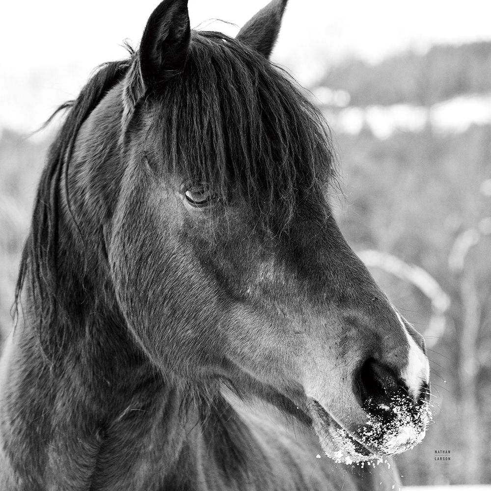 Winter Horse I art print by Nathan Larson for $57.95 CAD
