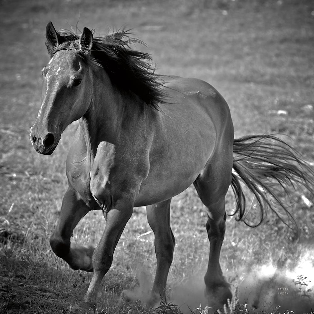 Horse Runner art print by Nathan Larson for $57.95 CAD