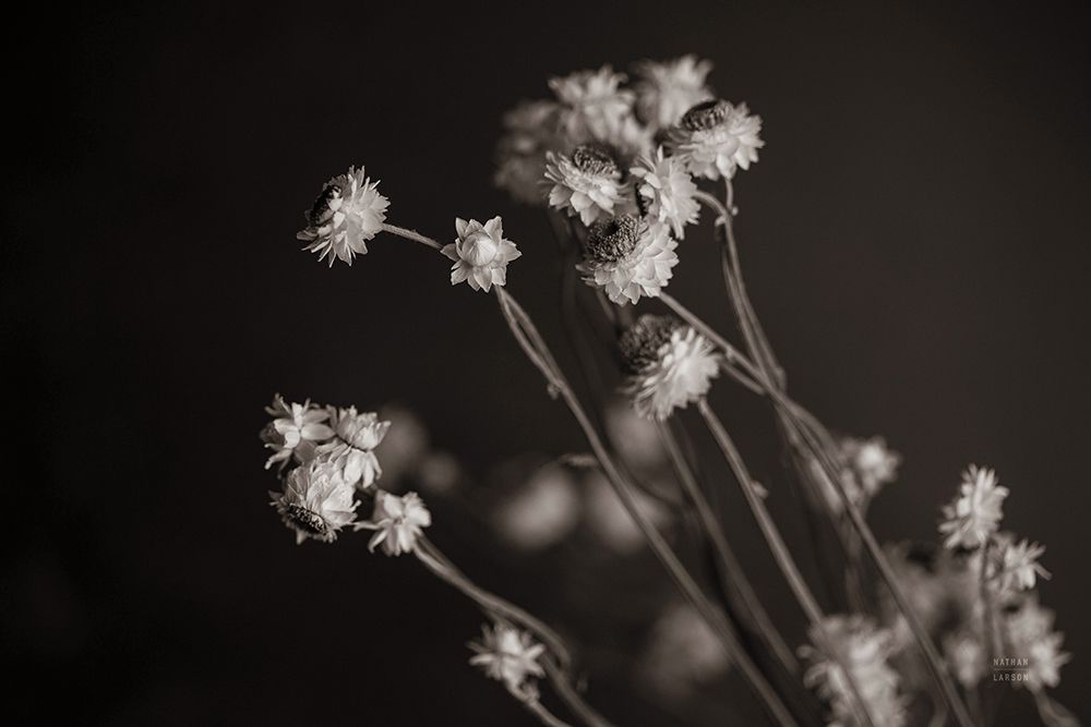 Daisy Study art print by Nathan Larson for $57.95 CAD